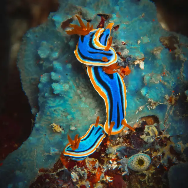 Nudibranches des Pertuis_Saint-Clément-des-Baleines