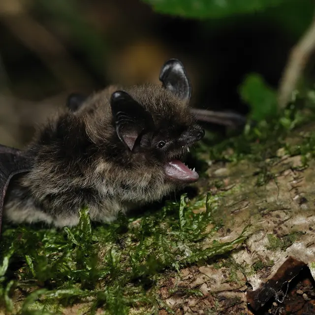 Nuit de la chauve-souris_Saint-Laurent-du-Pont