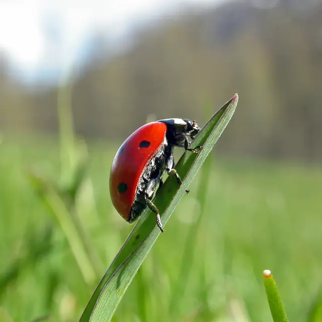 Observation des insectes, jeux et bricolage_Tende