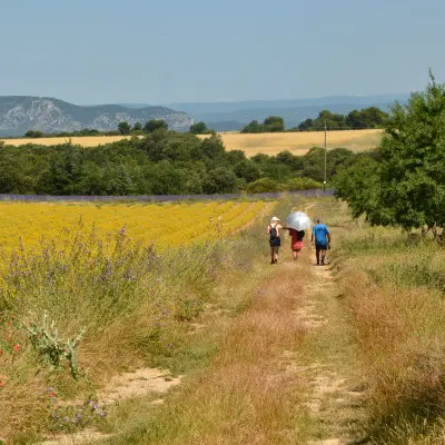 Escapade dans les lavandes