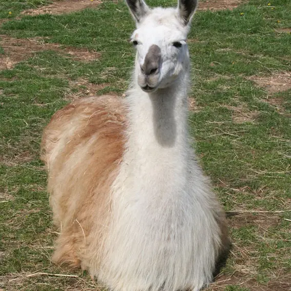 Lama