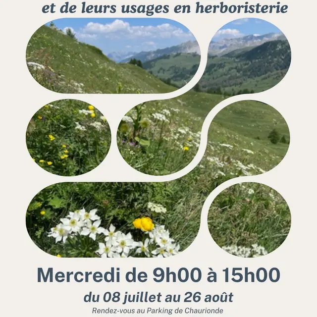 Sortie découverte des plantes sauvages_Ceillac