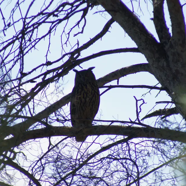 Éco-balade : à la découverte du Grand-duc_Istres