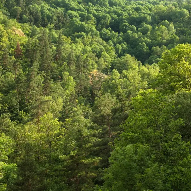 Petites merveilles de nos forêts | CBN_Chavaniac-Lafayette
