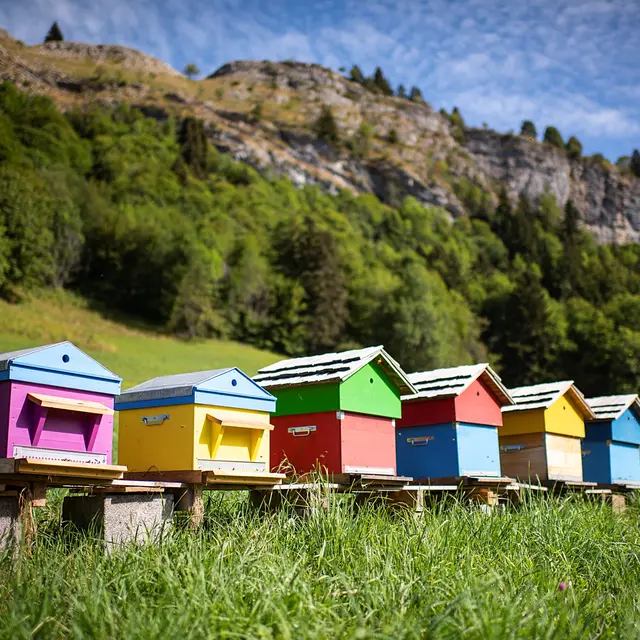 Les ruches