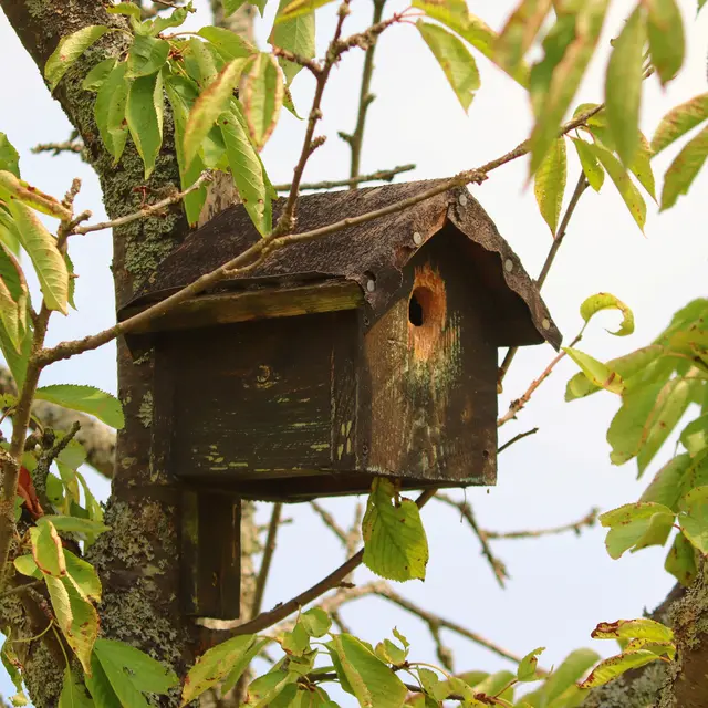 Animation nature: Construction de nichoirs_Gex