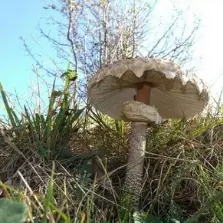 Si le Coeur vous en dit...atelier découverte et culture des champignons dans un jardin conservatoire_Apremont