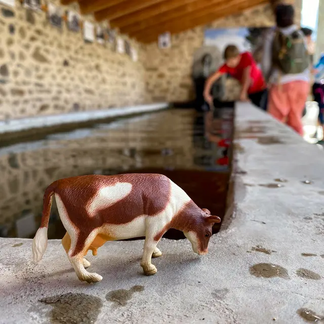 Recherches vaches