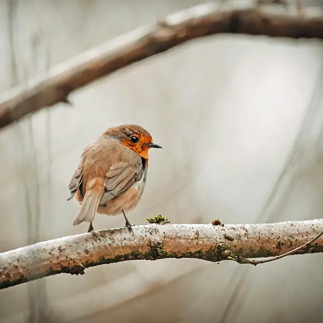 Atelier observation & jeux autour des oiseaux -  LPO_Plateau des Petites Roches