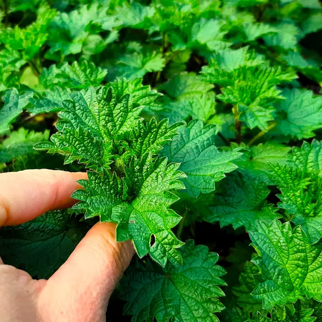 Balade plantes comestibles en Savoie