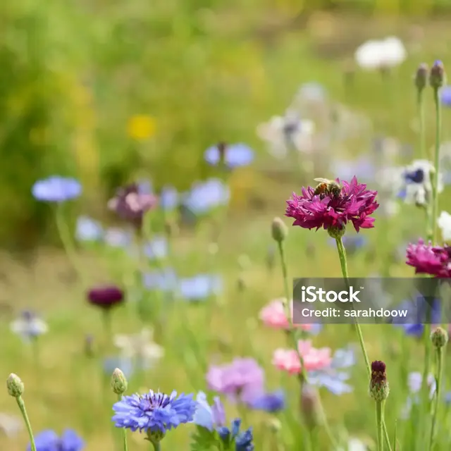 Conférence - La vie des abeilles_Saint-Martin-Vésubie