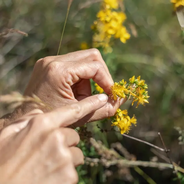 balade et cueillette ! - Festival Confit !_Robion