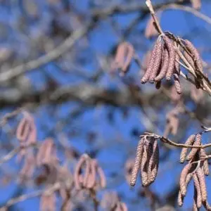 Histoires d'arbres - Maison du Marais_Ceyzérieu