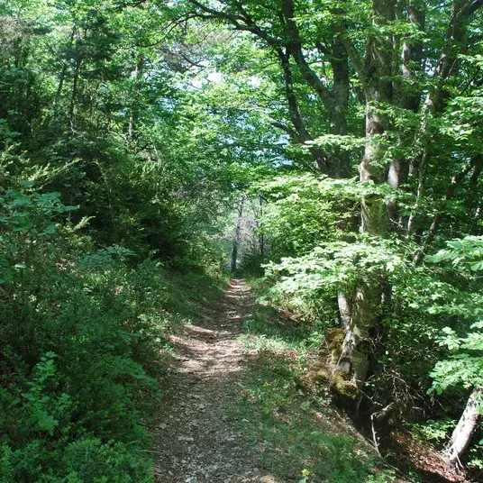 Forêt Domaniale de l'Eygues