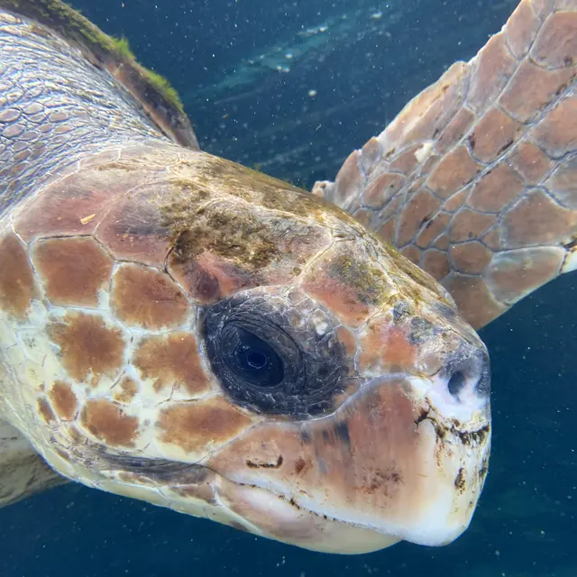 Conférence environnement : Vivons comme une tortue : les tortues de mer Méditerranée _La Londe-les-Maures