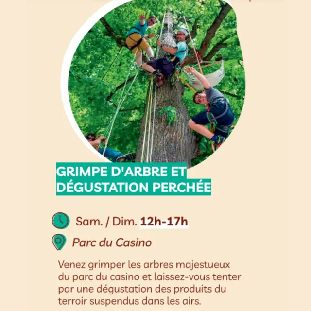 Grimpe d'arbre et Dégustation perchée_Ax-les-Thermes