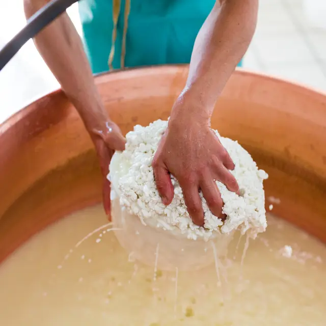 Fabrication de fromage de chèvre.
