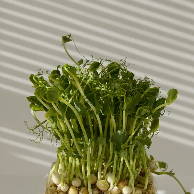 Atelier Altec (3-5 ans) - Découvre le pouvoir des graines_Bourg-en-Bresse