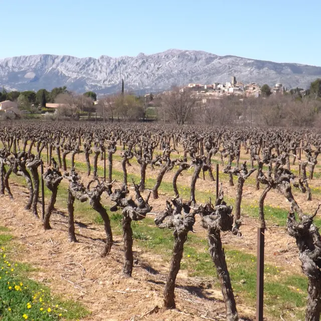 La plaine viticole de l'Arc à vélo_Pourrières