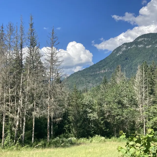 Conférence : L'arbre et les forestiers en péril face au changement climatique_Chambéry