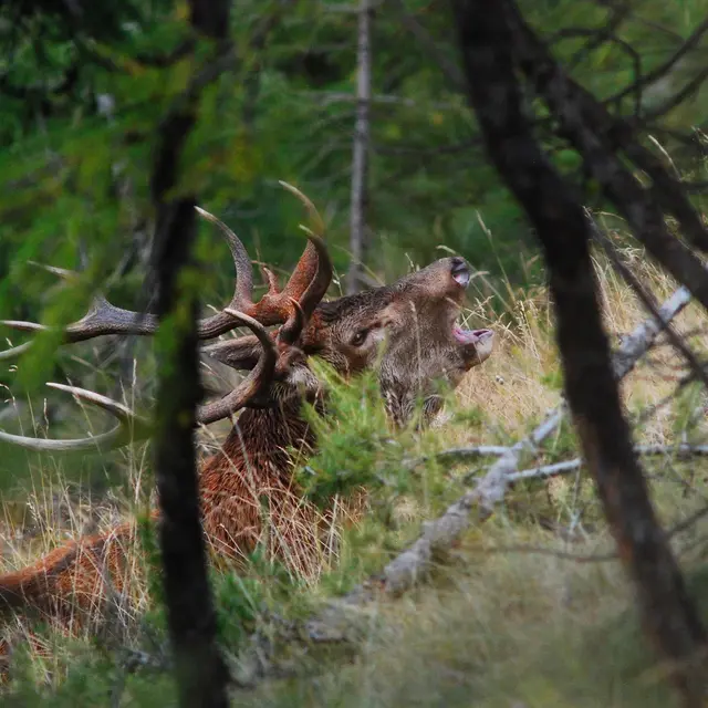 Brame des cerfs avec Gil Streichert