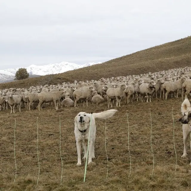 Patou et berger d'anatolie