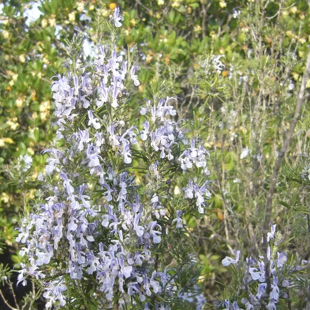Découverte des plantes sauvages et médicinales_Collobrières