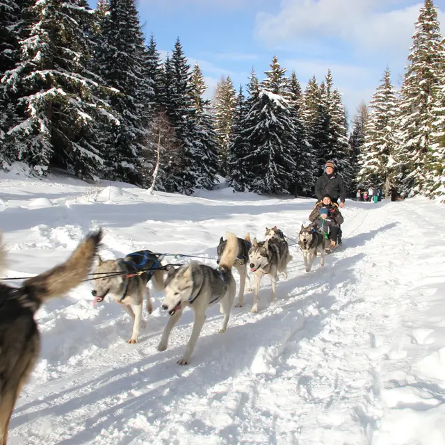chiens de traineau
