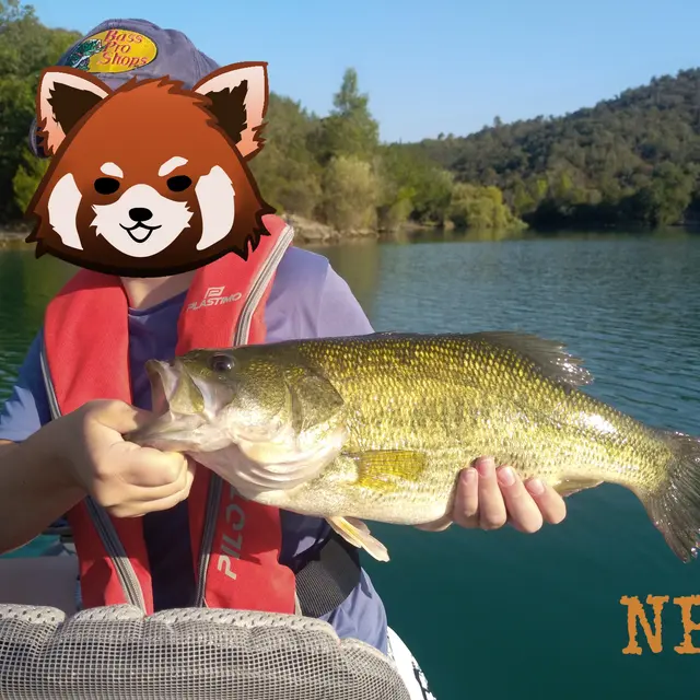 Bass
