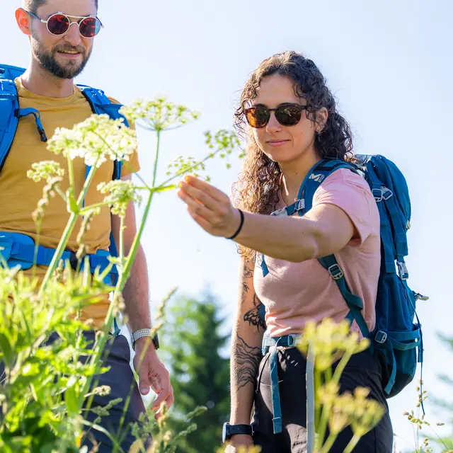 Atelier du végétal : les plantes sauvages médicinales_Leschaux