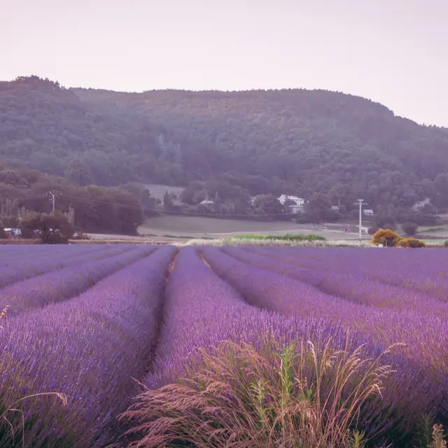 La route des lavandes_Montélimar