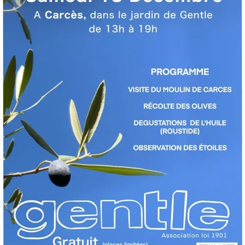 Récolte des olives et roustide_Carcès