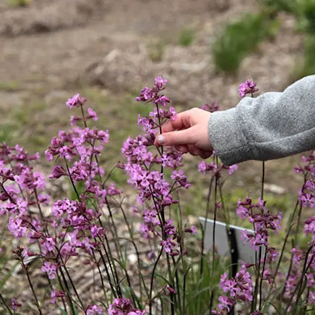 Des  plantes et des usages | CBN_Chavaniac-Lafayette