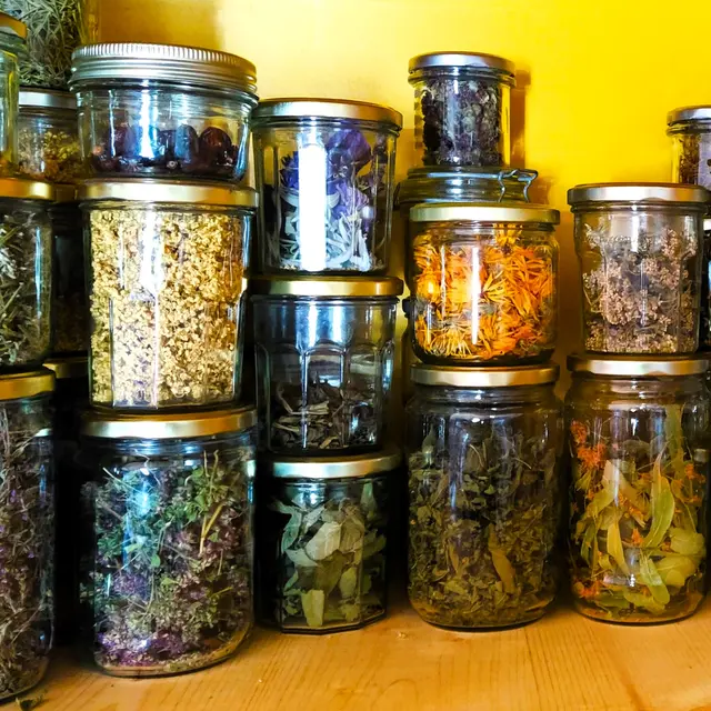 Atelier : Découverte des plantes sauvages comestibles et médicinales_Chambéry