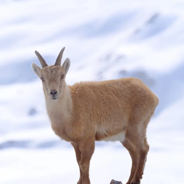 Exposition Faune d'altitude_Briançon