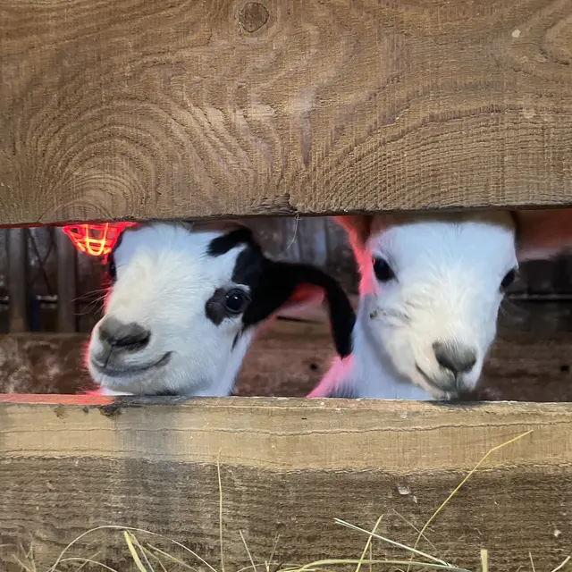 Visite de la Ferme des Molières_La Grave