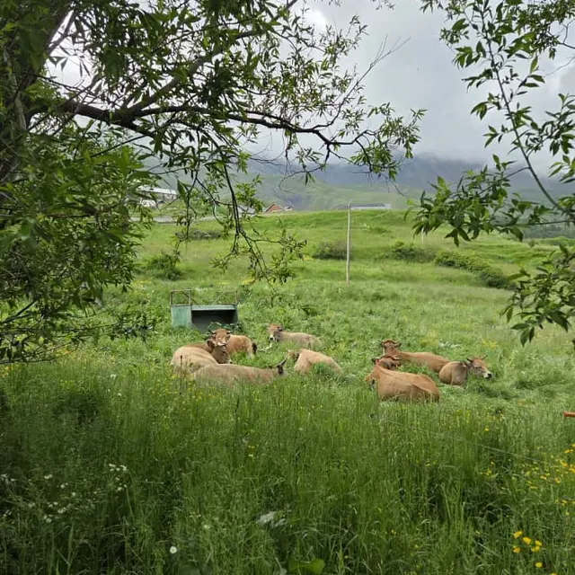 troupeau en pleine pause