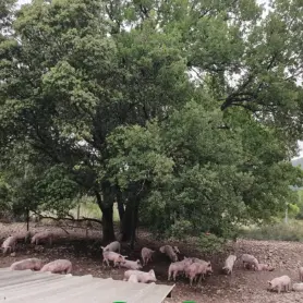 La Charcuterie du Château_Mirabeau