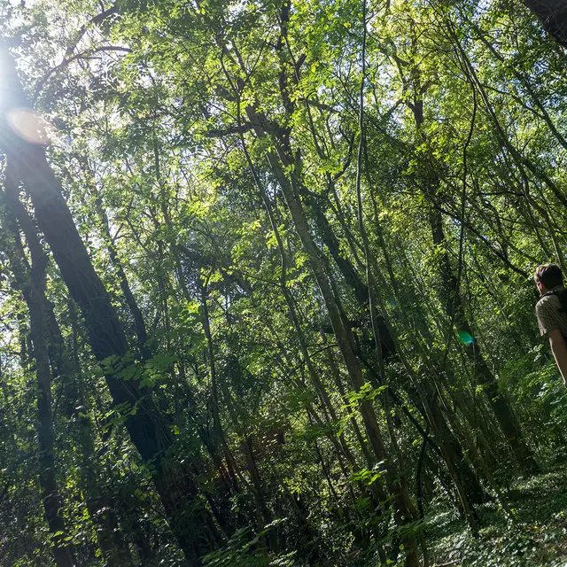 Balade découverte  Les arbres du parc _Villeneuve-Loubet
