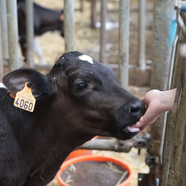 Visite animée Challenge fermier_Saint-Cyr-les-Vignes