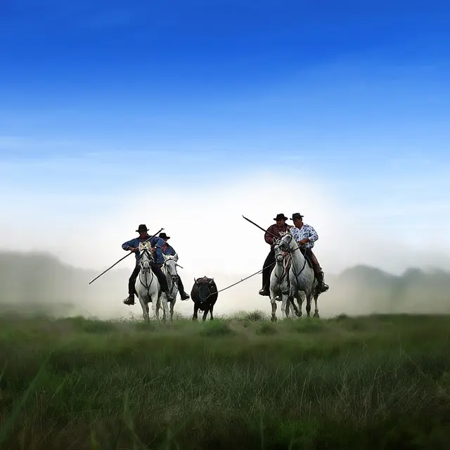 Livre CPM - En Camargue Avec Les Gardians - Chevaux Camarguais