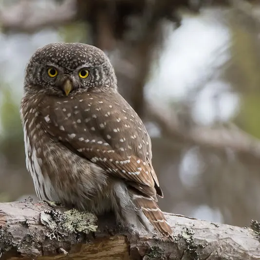 Balade nocturne - La nuit c'est chouettes_Le Reposoir