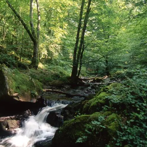 Le Sichon à Ferrières-sur-Sichon