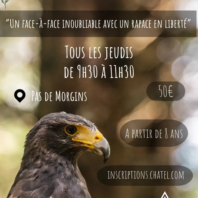 Dans la peau d'un fauconnier_Châtel
