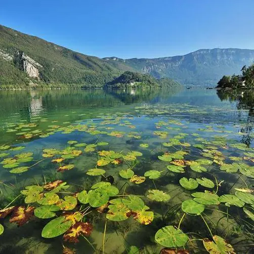 Aiguebelette_Nupharaie