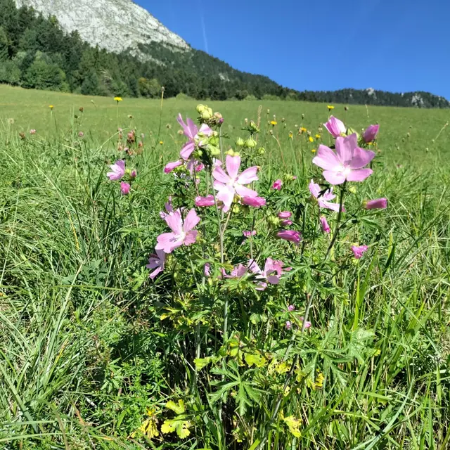 Journe dcouverte plantes comestibles et mdicinales (Saint-Pierre-de- Chartreuse) | Official website of the Chartreuse in Savoie and Isre, in  the heart of the Rhone Alpes: accommodation and ski holidays, hiking