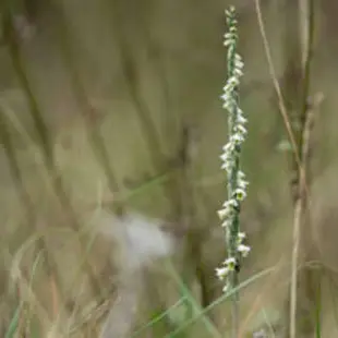 Suivis scientifiques participatifs - Spiranthes_Allex