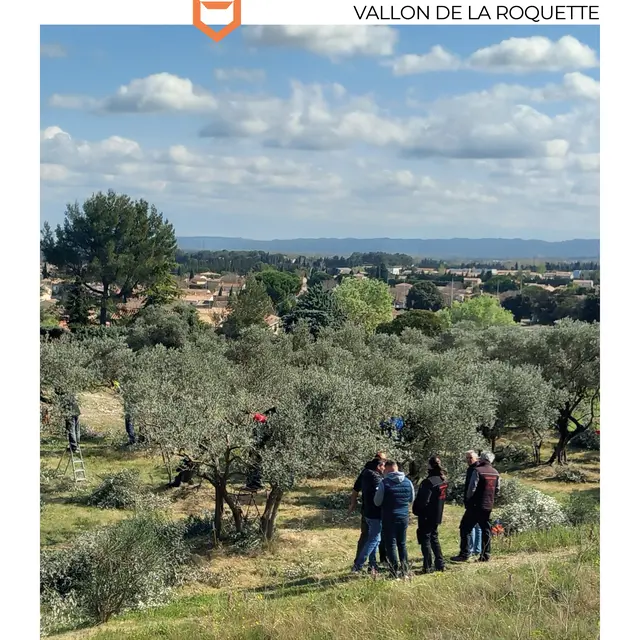 Concours Francis Falabrègue de taille des oliviers_Châteaurenard