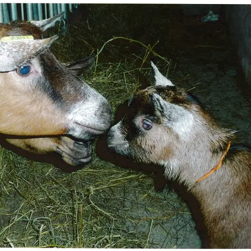 Chevrerie de Chartreuse