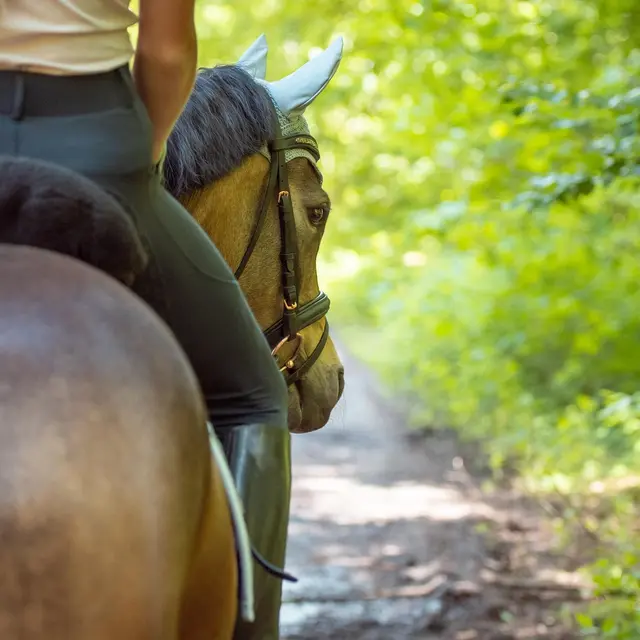 Randonnée cheval dans le Forez_Usson-en-Forez